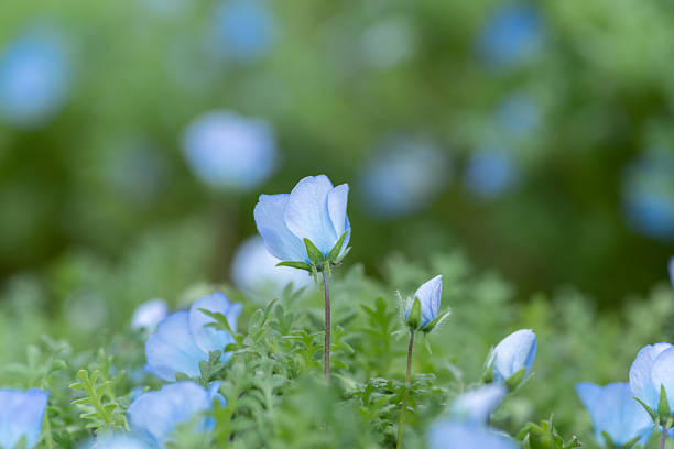 istock Beautiful Nemophila in bloom 2214180927