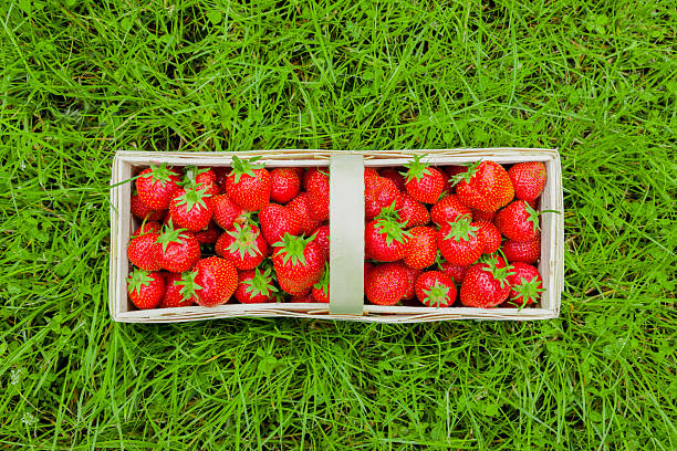 Strawberry basket with fresh strawberries on a green meadow