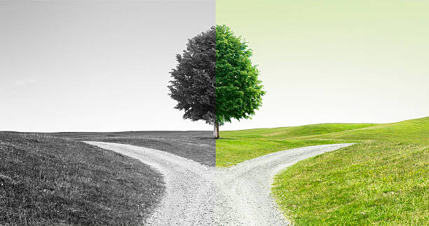 Path fork on a path with a tree stock photo
