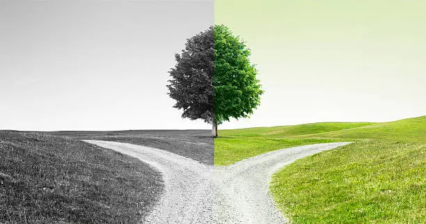 Two Paths Visual Two Paths Pictures | Download Free Images on Unsplash