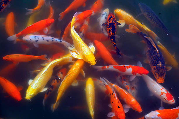 istock cryprinus carpiod in the water 2214182509