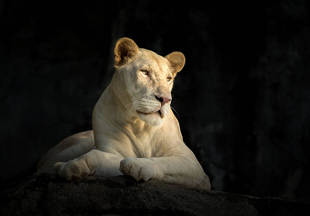 Female white lion resting in a stone shed.