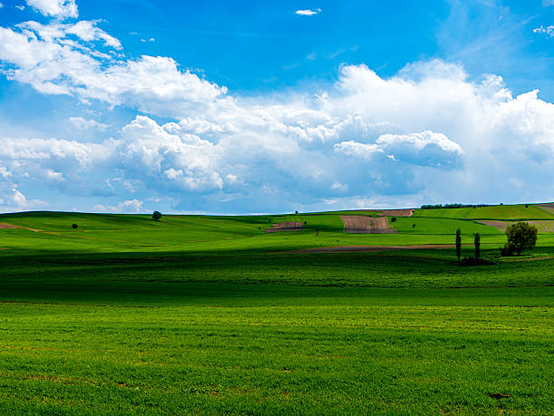 Vast agriculture fertile field with just sprouted new wheat plants in Thracian valley with white clouds on blue sky ,Sauthern Bulgaria,near Plovdiv city