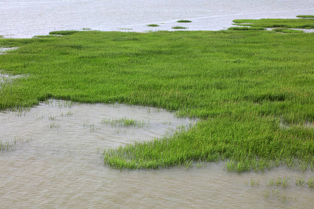 Green aquatic plants on the coast