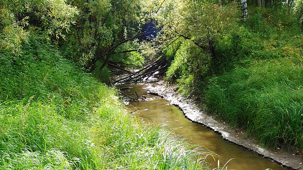 istock A small stream running through a lush green forest. 2214184312