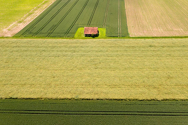 Tractor tracks in field of green crops
