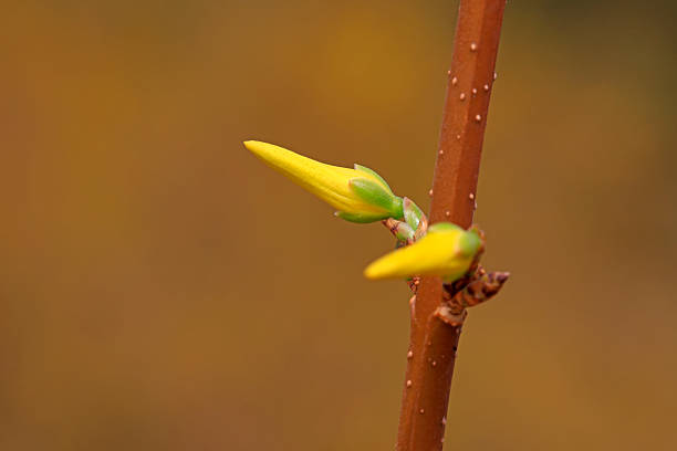 blooming yellow forsythia flower