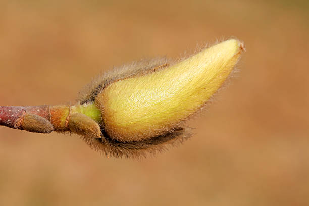 Magnolia flower buds in the field