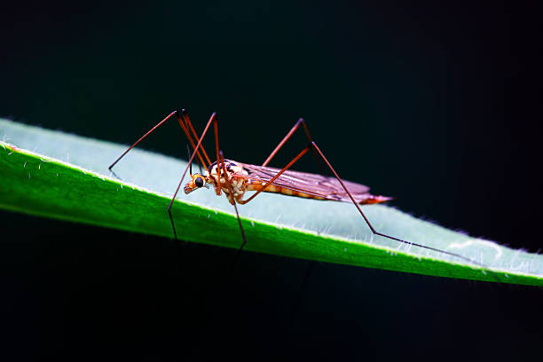 istock Large mosquitoes in a black background 2214186056