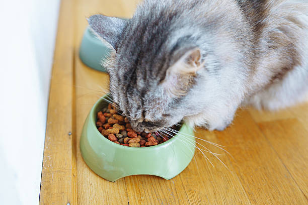 istock pet food cat 2214186694