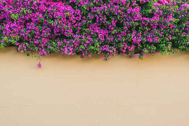 Pink wall covered with purple Bougainvillea tree flowers. Floral background. Typical Mediterranian street exterior. Botanical garden. Scenic image of flowering orchard in spring time. Beauty of earth.