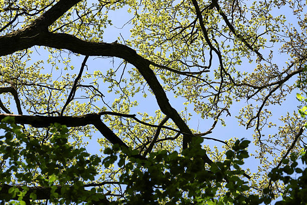 A serene and tranquil view showcasing lush green tree branches beautifully reaching towards a clear blue sky