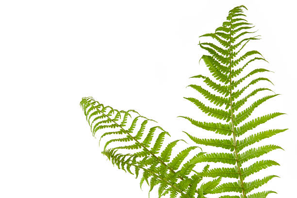 istock fresh green natural fern leaf corner isolated on white 2214190600