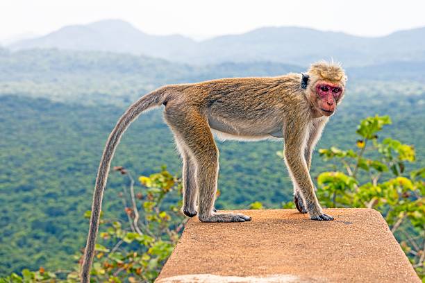 istock Wild toque macaque sitting on a wall in the jungle 2214191836