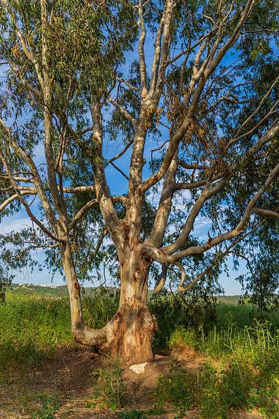 Tree trunk with green leaves standing against a cloudy sky on a sunny day