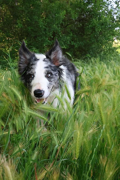 Playful dog surrounded by tall grass in the middle of a promenade,