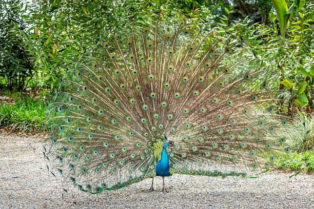 istock Portrait of a blue peacock that spreads its tail 2214195025
