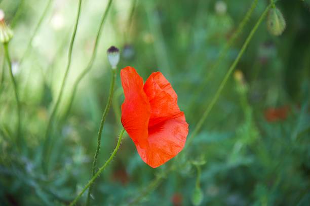 istock Beautiful poppy flower in nature 2214197283