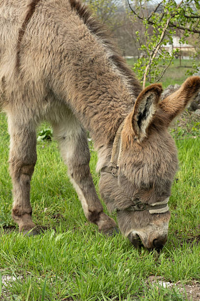 istock Donkey grazing eating grass on lawn in rural area 2214197410