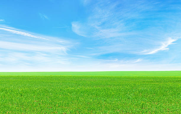 istock Summer landscape with a vast green field under a majestic sky 2214200682