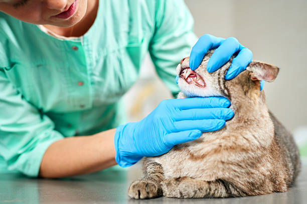 istock Veterinarian examining cat's teeth at the visit 2214202817