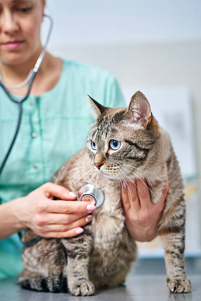 istock Veterinarian checking a domestic cat with stethoscope 2214202819