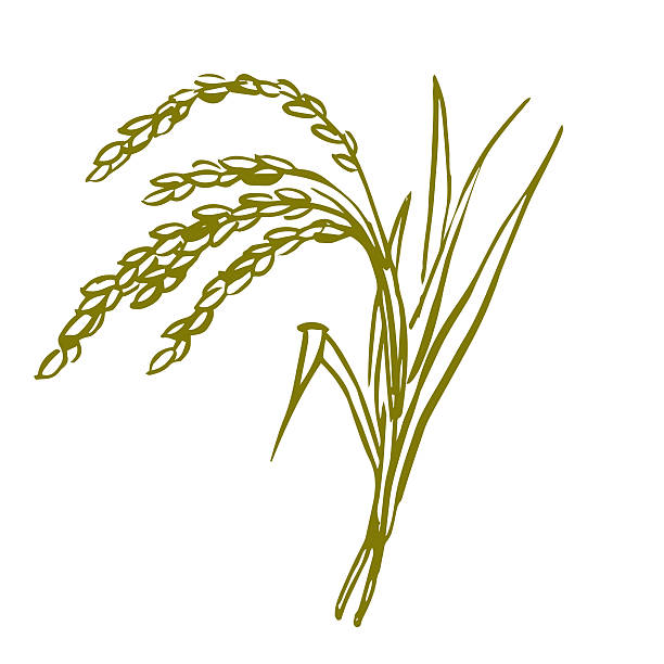 Rice ear brush painting illustration