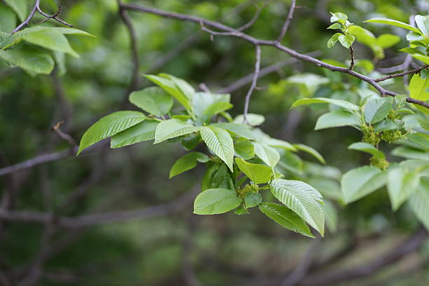 istock A tree with green leaves and branches. The tree is in a forest 2214203644
