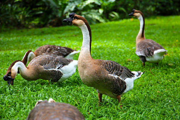 A group of geese on a lush green lawn