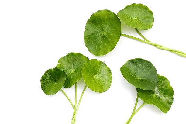 istock Centella asiatica leaves, Fresh herb plant 2214205512