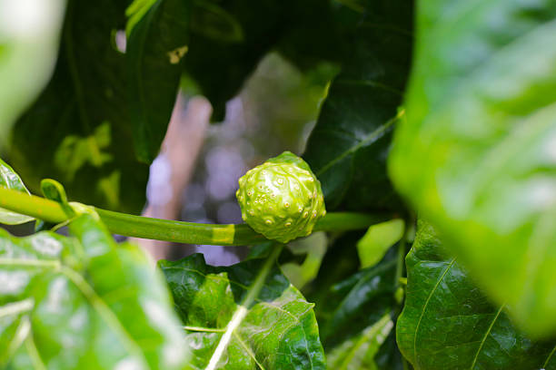 Great morinda fruits on tree