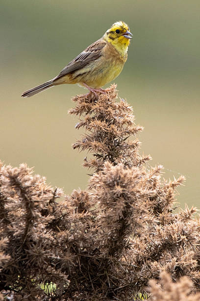 istock Yellowhammer sitting on top of gorse bush 2214206627