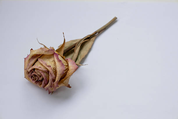 The dried rose on the white background. Withered rose and dead.