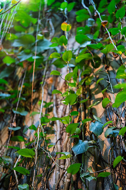 Vines and lush green leaves cover the surface of an aged stone wall, symbolizing nature's persistent growth and timeless beauty.