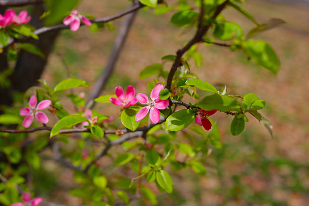 Blooming Japanese quince flower