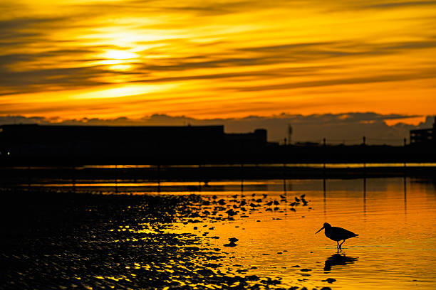 Oystercatchers in the morning glow