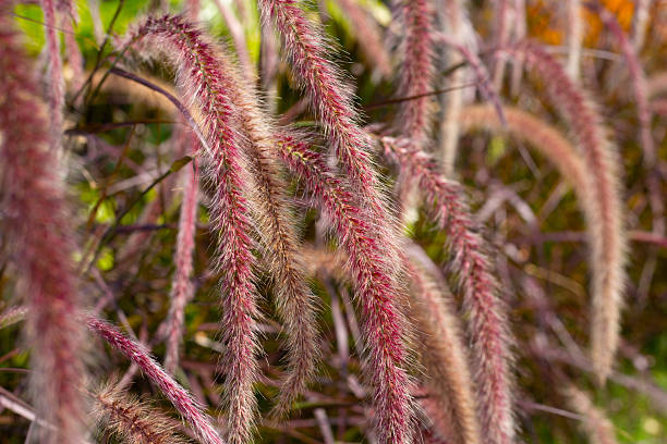 istock Fountain grass or pennisetum alopecuroides 2214209716