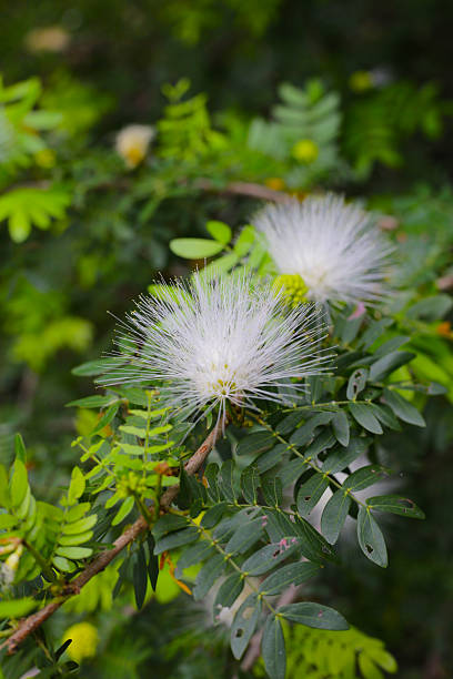 istock Calliandra haematocephala, white flowers on tree 2214210436