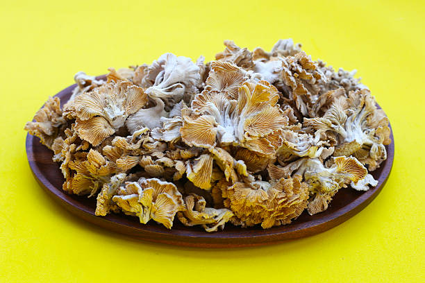 istock Splitgill mushroom or schizophyllum commune mushroom 2214210603