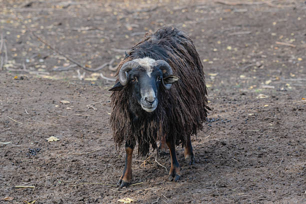 istock Sheep walking at the farm at warm day 2214213145