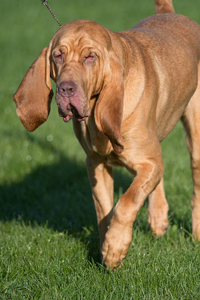 Bloodhound competing in a conformation event at a dog show
