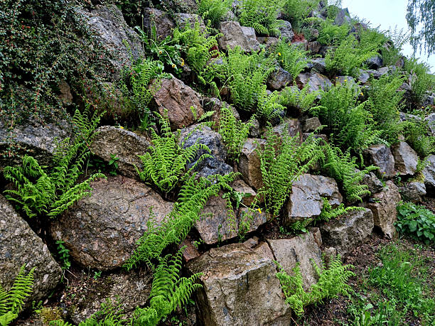rubble slope in the forest with boulders overgrown with moss between which flows a stream with small cascades and waterfalls, ferns, stacking rock, dryopteris filix mas