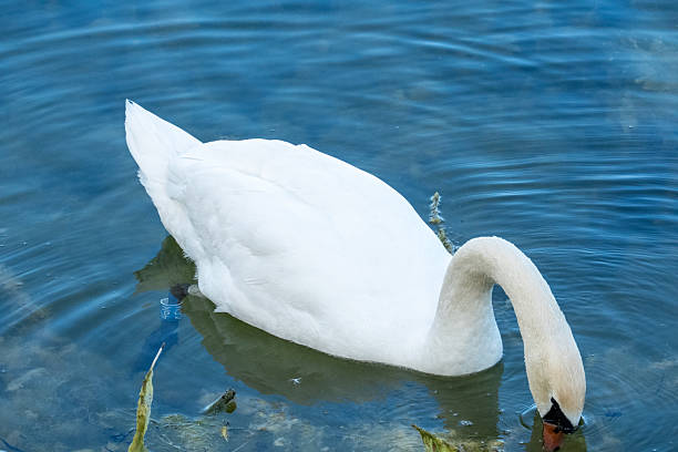 istock Swan Foraging in Shallow Water 2214215205