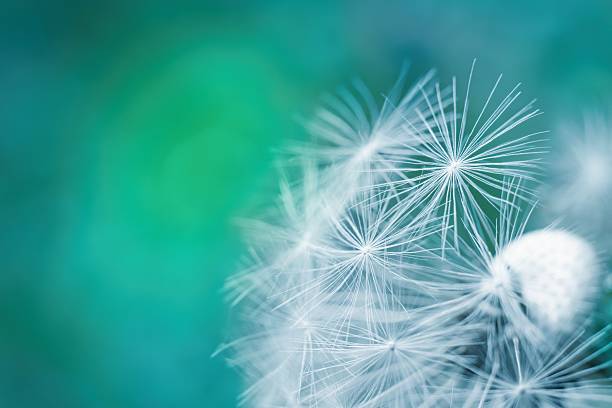 istock Dandelion in the meadow close up. Blue green soft background with copy space. 2214215733