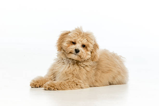 istock Maltipoo puppy on white background 2214216633