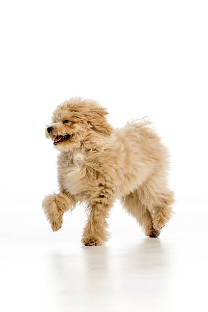 istock Maltipoo puppy on white background 2214216704