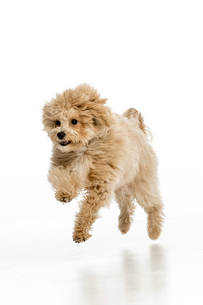 istock Maltipoo puppy on white background 2214216705