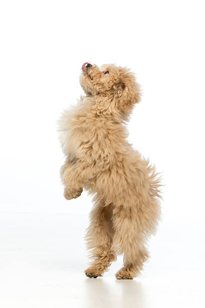 istock Maltipoo puppy on white background 2214216731