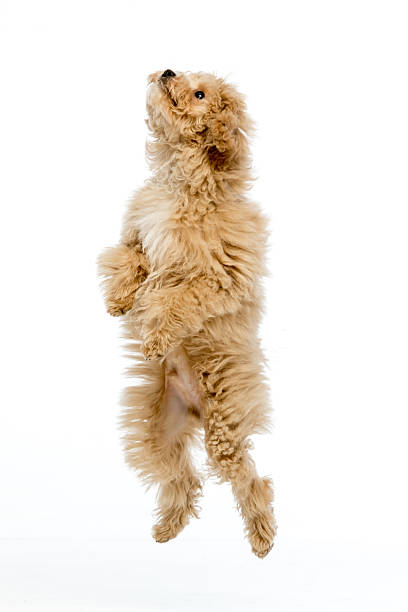 istock Maltipoo puppy on white background 2214216747