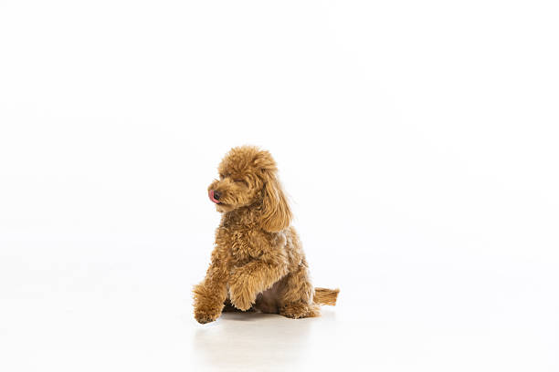 istock Maltipoo puppy on white background 2214216795